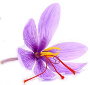 زعفران
