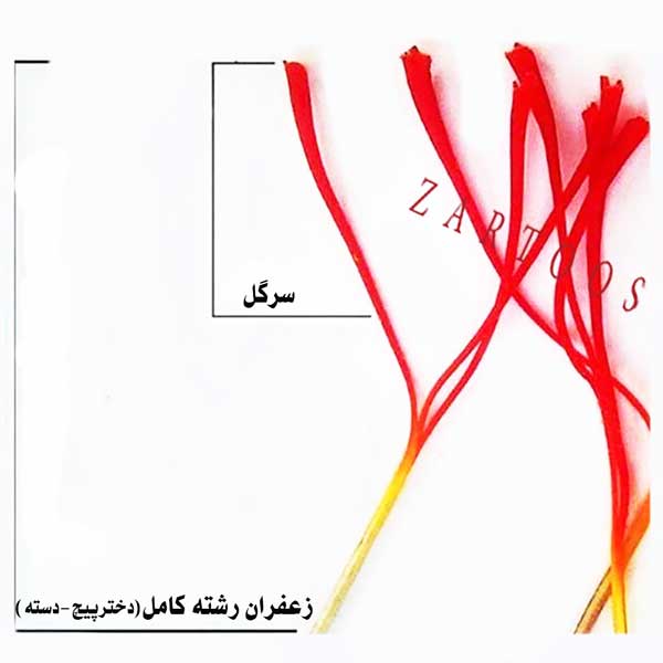 زعفران یک مثقالی سرگل طرح آذین، زرتوس