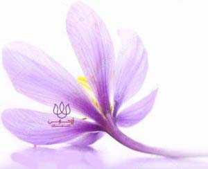 زرتوس زعفران