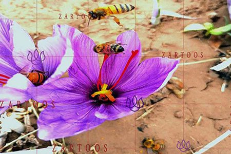 زرتوس زعفران